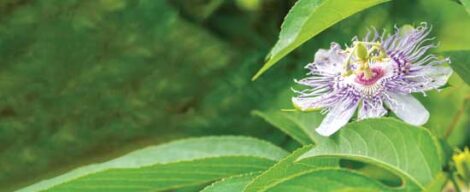 Summer Showers Bring Maypop Flowers Image